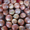 Professional Supplier of Chinese Fresh Yellow Onion